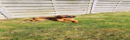 Beierse Bergzweethond honden te koop: Hanoveraaanse zweethond pups - Advertentie 18