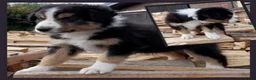 Border Collie honden te koop: Prachtige, Border Collie pups, 100% raszuiver! - Advertentie 7