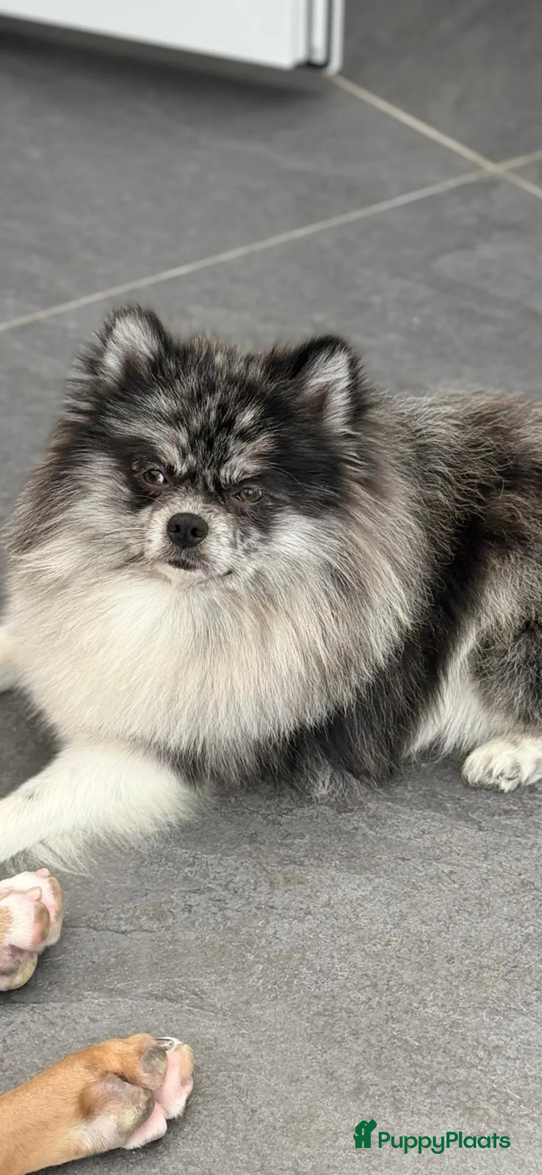 Kruising honden te koop: Teddy dog mini Chow Chow  - Advertentie 21