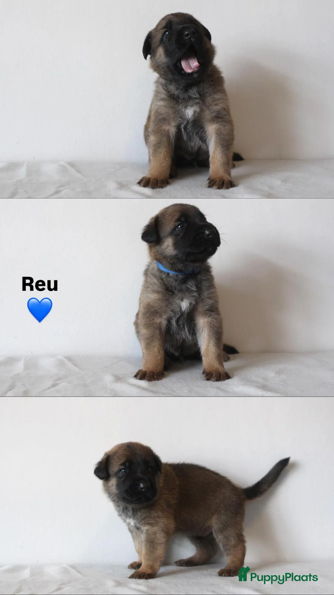 Kruising honden te koop: Mechelse herder x Duitse herder pups - Advertentie 2