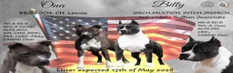 American Staffordshire Terriër honden te koop: Prachtige nestje amstaff pups - Advertentie 2