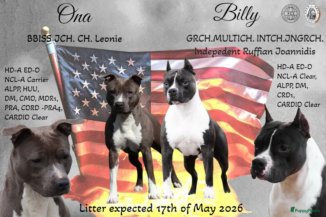 American Staffordshire Terriër honden te koop: Prachtige nestje amstaff pups - Advertentie 2