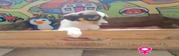 Boerenfox honden te koop: mooie 100% Boerenfox pups - Advertentie 6