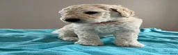 Labradoodle honden te koop: Labradoodle - Advertentie 5