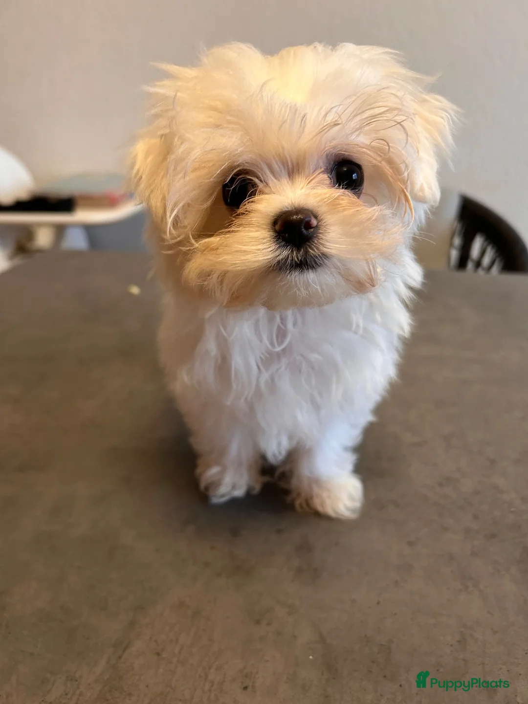 Maltezer honden te koop: Puppy's Reutjes - Advertentie 2