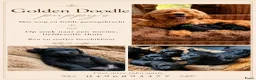 Goldendoodle honden te koop: Goldendoodle pups (België) - Advertentie 10