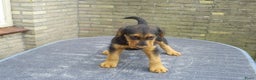 Airedale Terriër honden te koop: Airedale Terriër Puppy's - Advertentie 7