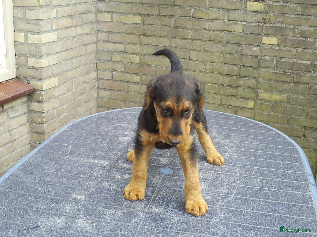 Airedale Terriër honden te koop: Airedale Terriër Puppy's - Advertentie 7