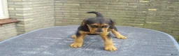 Airedale Terriër honden te koop: Airedale Terriër Puppy's - Advertentie 7