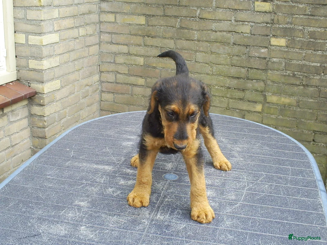 Airedale Terriër honden te koop: Airedale Terriër Puppy's - Advertentie 7