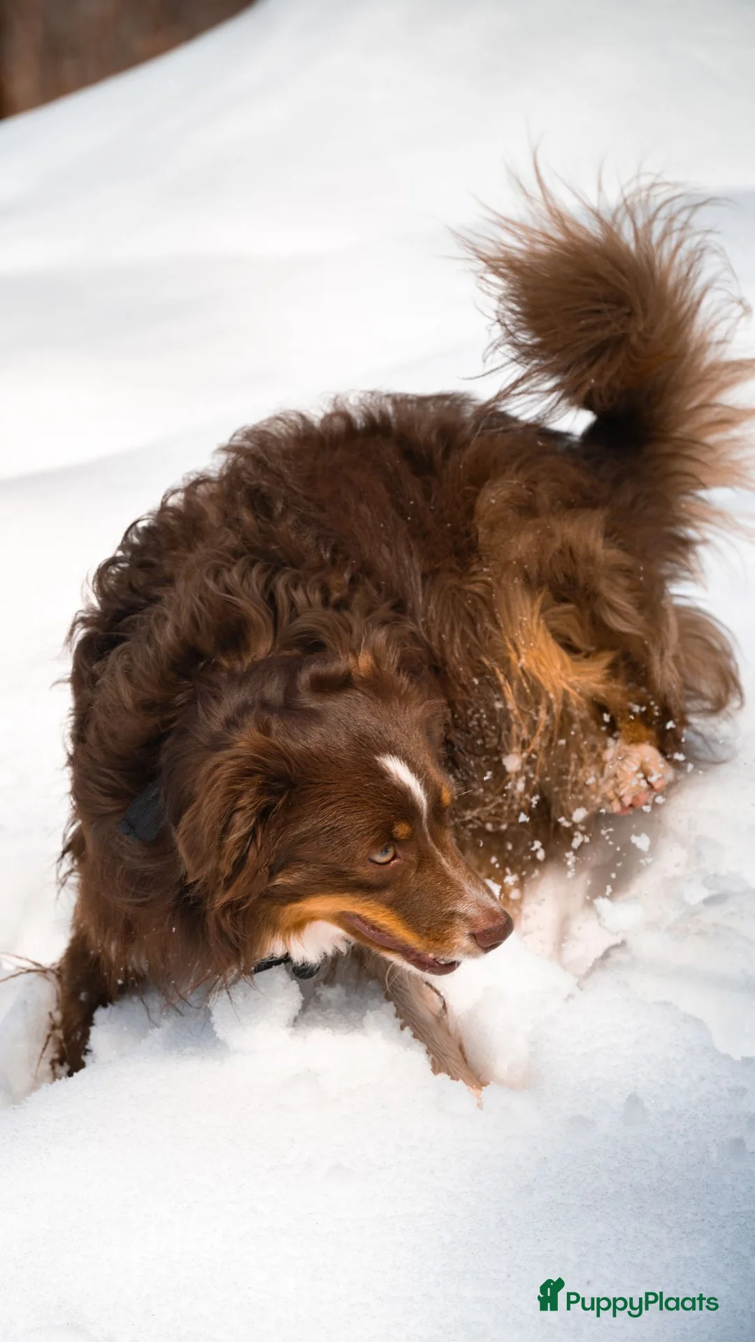 Miniature American Shepherd honden ter dekking: Miniature American Shepherd reu ter dekking in Hoensbroek - Advertentie 2