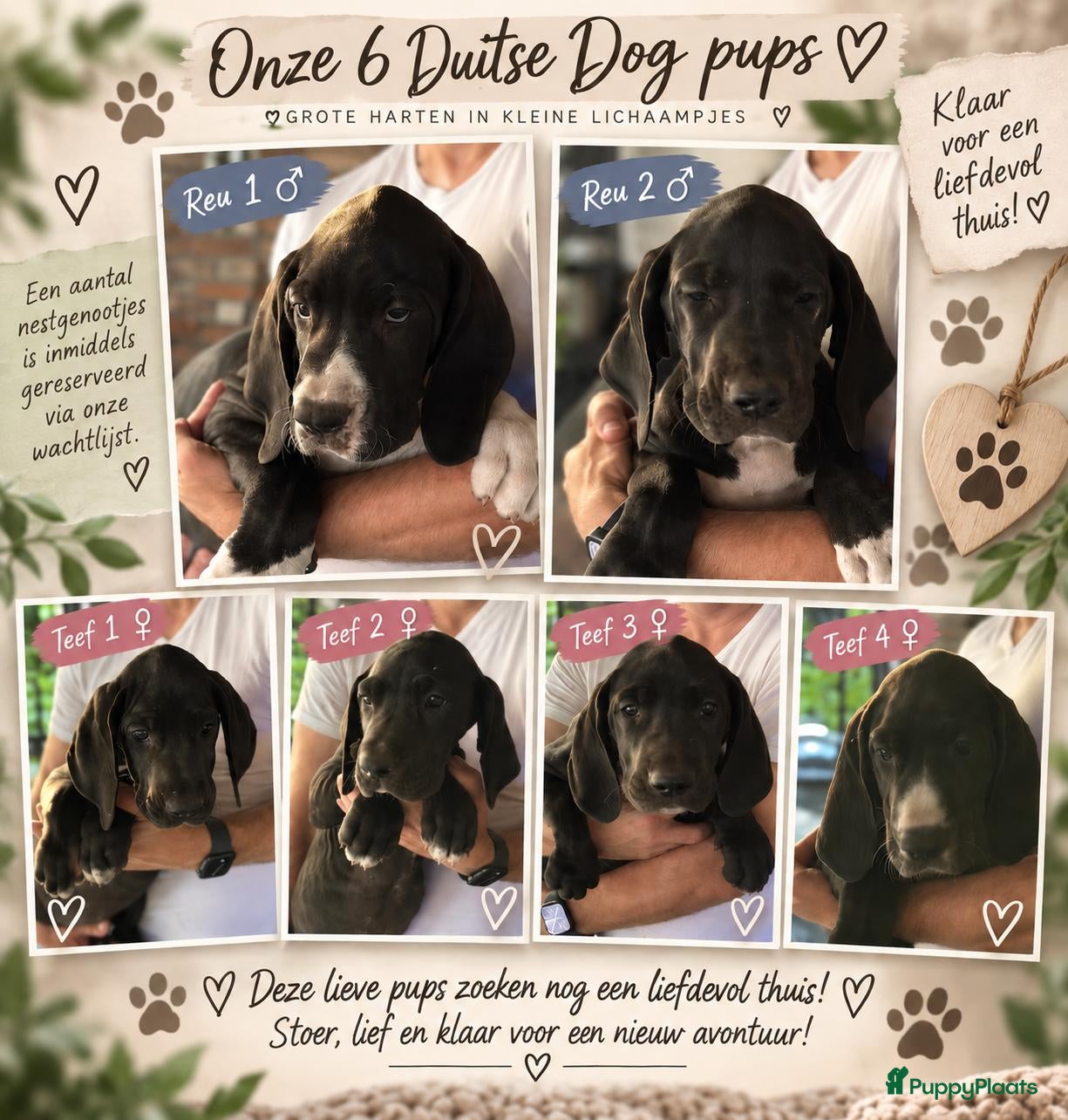 Duitse Dog honden Prachtige Duitse Dog pups zoeken een thuis - Advertentie 2