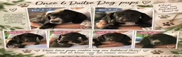 Duitse Dog honden te koop: Prachtige Duitse Dog pups zoeken een thuis - Advertentie 1