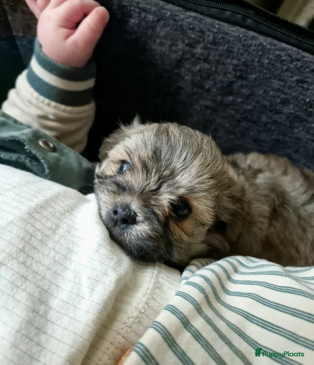 Maltipom honden te koop: Prachtig Lieve,shipom in ons gezin opgegroeid - Advertentie 12