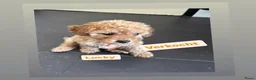Kruising honden te koop: Toy/dwergpoedel pups  - Advertentie 2