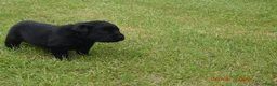 Labrador Retriever honden te koop: Schitterende zwarte labrador pups - Advertentie 2