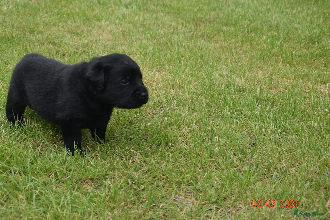 Labrador Retriever honden te koop: Schitterende zwarte labrador pups - Advertentie 2