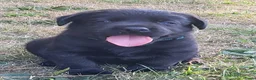 Labrador Retriever honden te koop: Prachtig nest zwarte Labrador pups - Advertentie 13