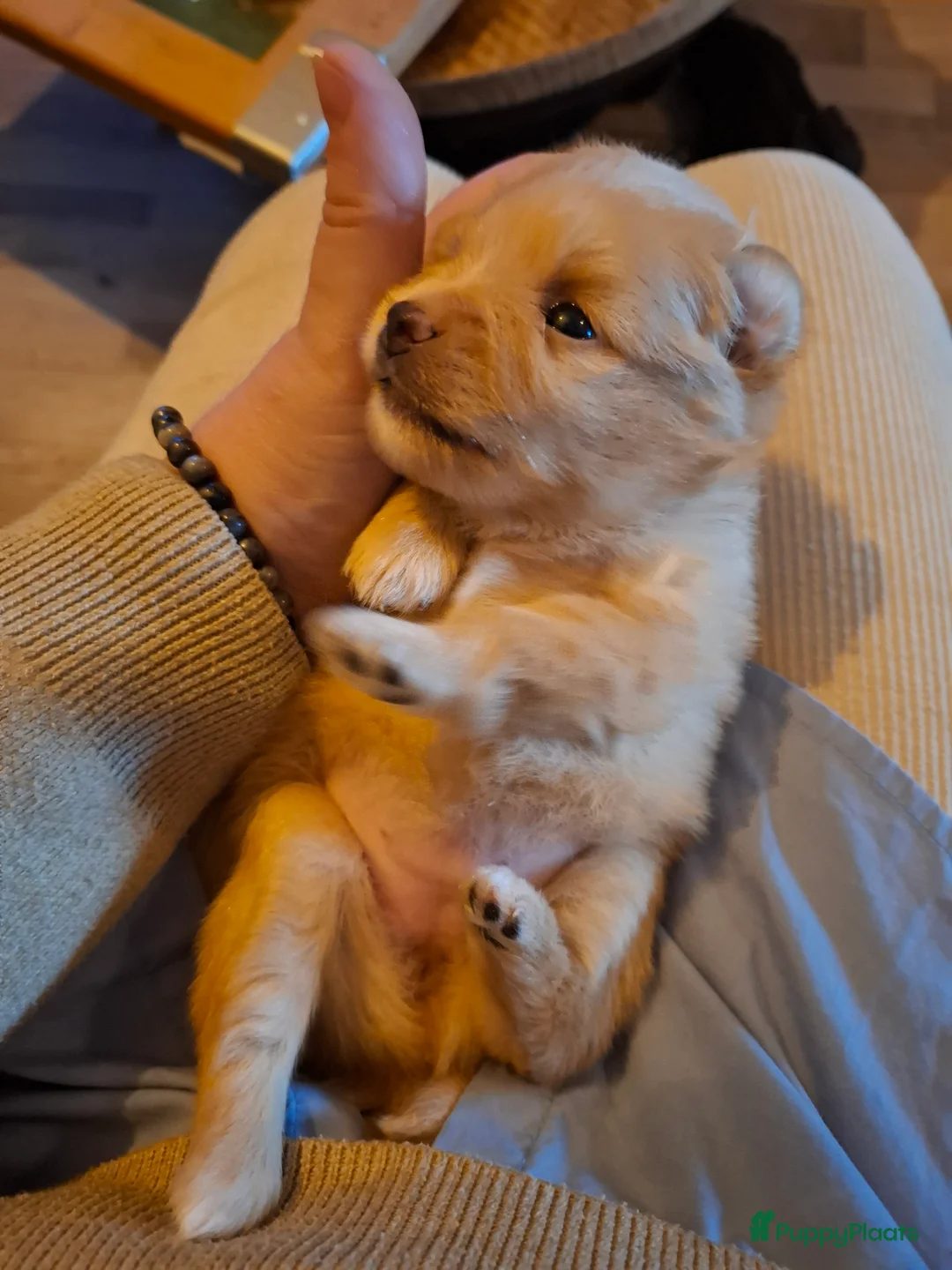 Pomeriaan honden te koop: Lieve pomeriaan pup vrouwtje - Advertentie 5