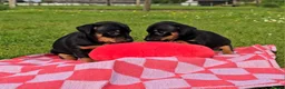 Jack Russel Terriër honden te koop: Teef puppy Jack Russell 😍🐶 Black and Tan - Advertentie 4