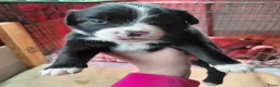 Kruising honden te koop: Nog 4 lieve unieke Mix puppy's. - Advertentie 19