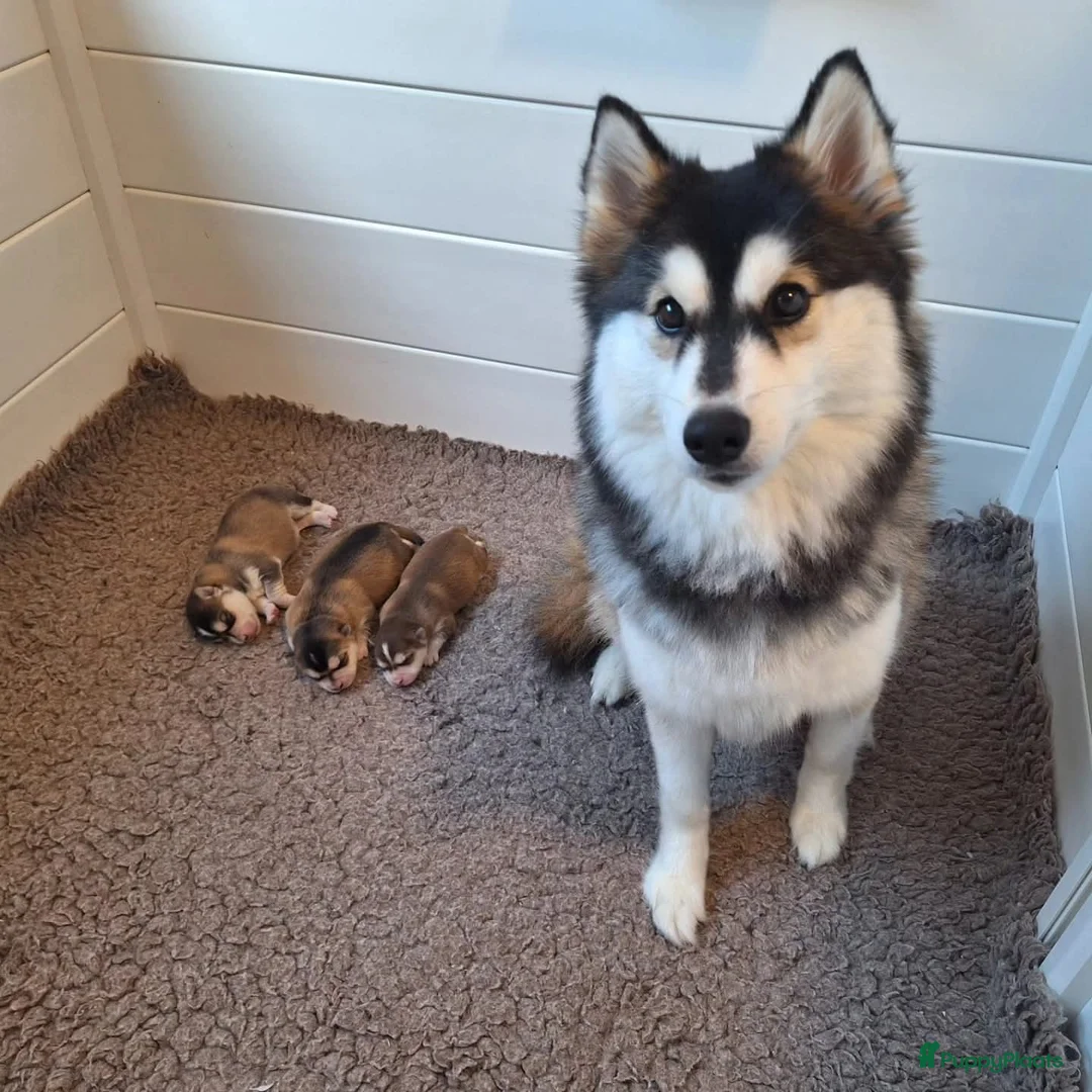 Pomsky honden te koop: Pomsky f3 pups  - Advertentie 1