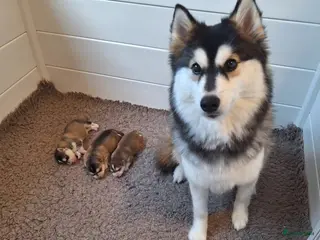 Pomsky honden Pomsky f3 pups - Advertentie 1