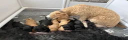 Australian Labradoodle honden te koop: (Australian) Labradoodle pups - Advertentie 15