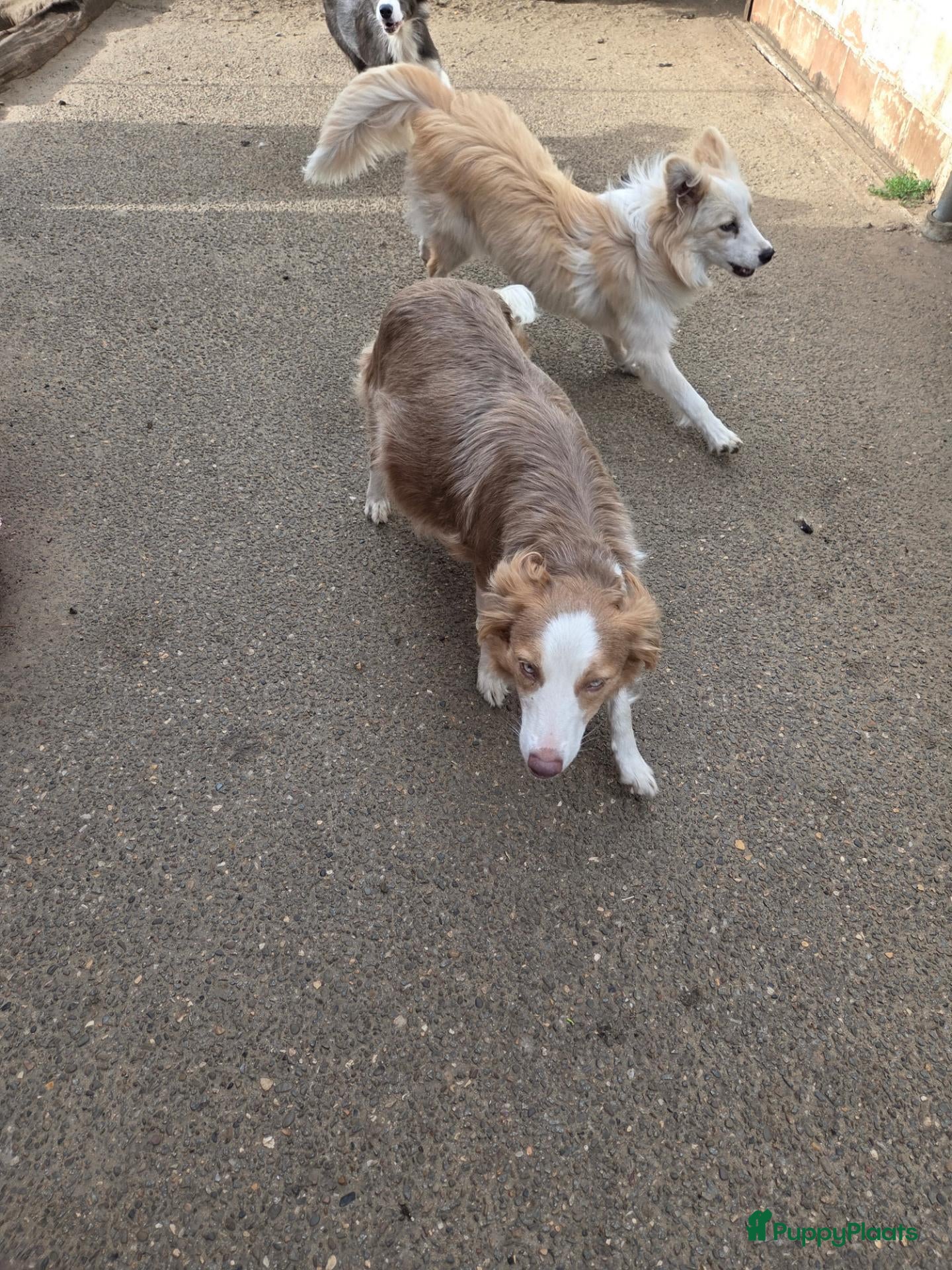 Border Collie honden te koop: Prachtige Lilac en Blue border collie pups - Advertentie 2