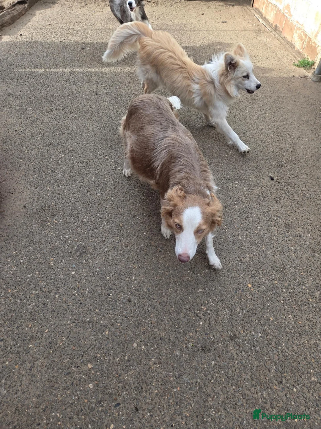 Border Collie honden te koop: Prachtige Lilac en Blue border collie pups - Advertentie 2
