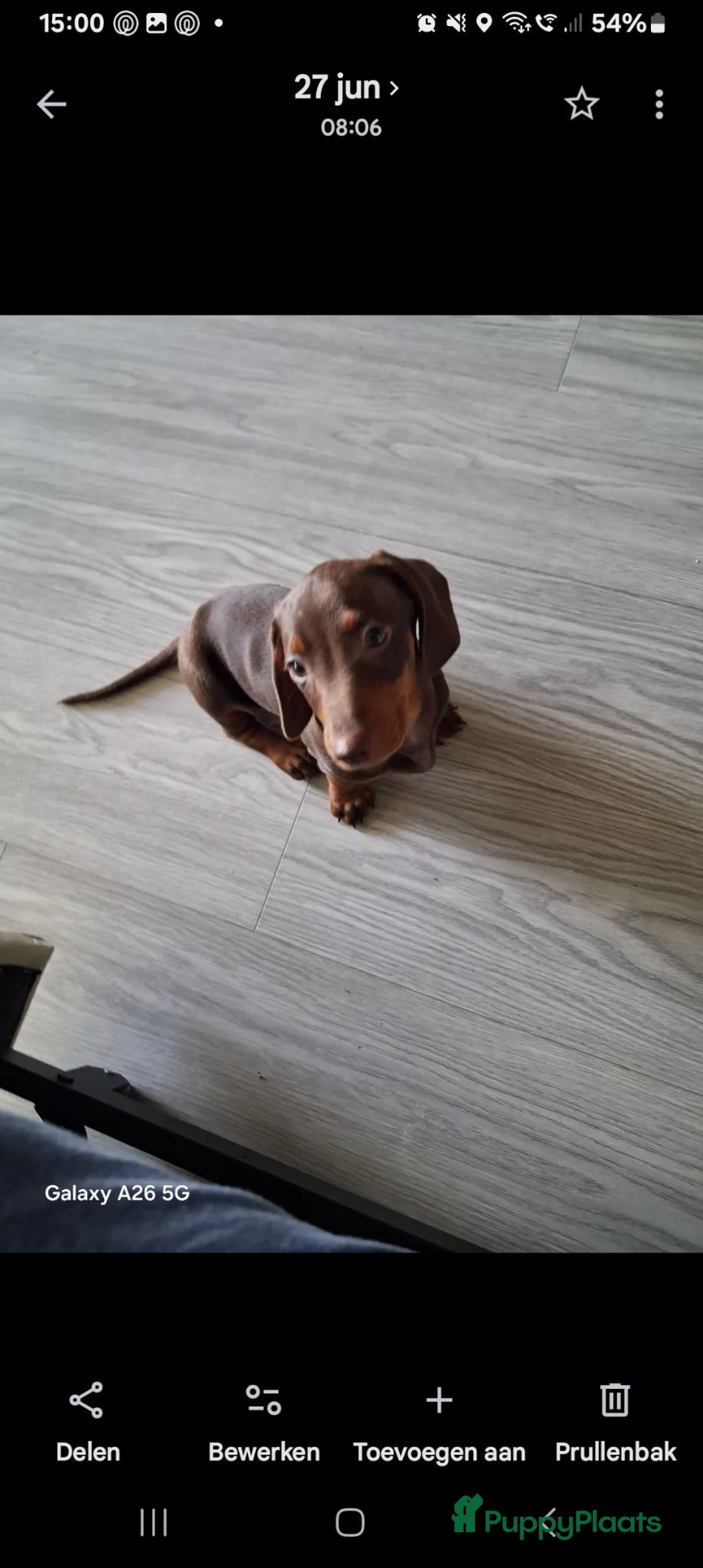 Teckel (korthaar)  honden te koop: Teckel  in Tilburg - Advertentie 2