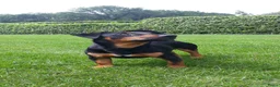 Jack Russel Terriër honden te koop: Mooie lieve Jack Russel puppy’s  - Advertentie 16