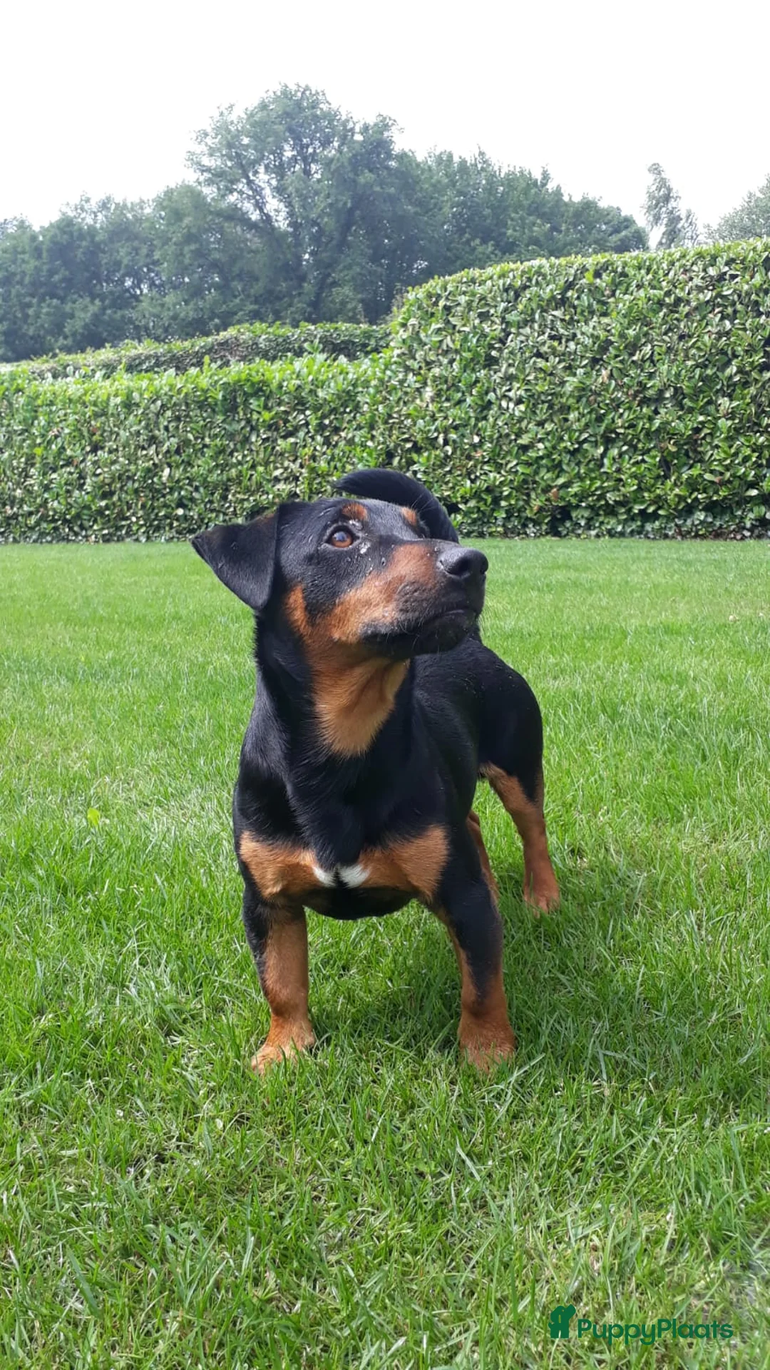 Jack Russel Terriër honden te koop: Mooie lieve Jack Russel puppy’s  - Advertentie 16
