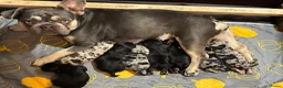 Kruising honden te koop: zeer bijzondere puppy's franse bulldog x toypoedel - Advertentie 1