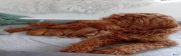 Australian Labradoodle honden te koop: Australian Labradoodle puppies - Advertentie 3