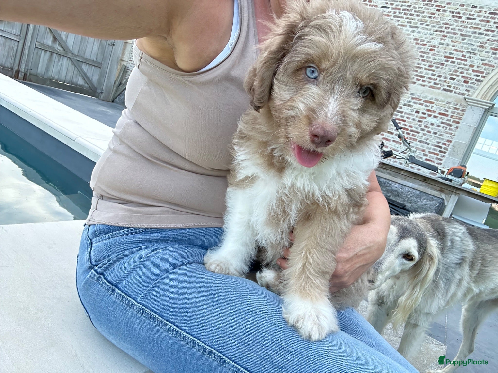 Kruising honden Mini australian doodle pupjes - Advertentie 5