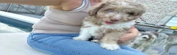 Kruising honden te koop: Mini australian doodle pupjes - Advertentie 1