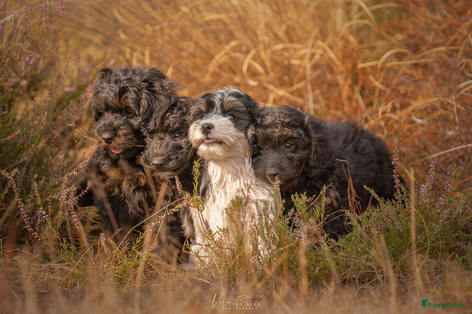 Kruising honden Dwergpoedel x Boompoo pups  - Advertentie 10