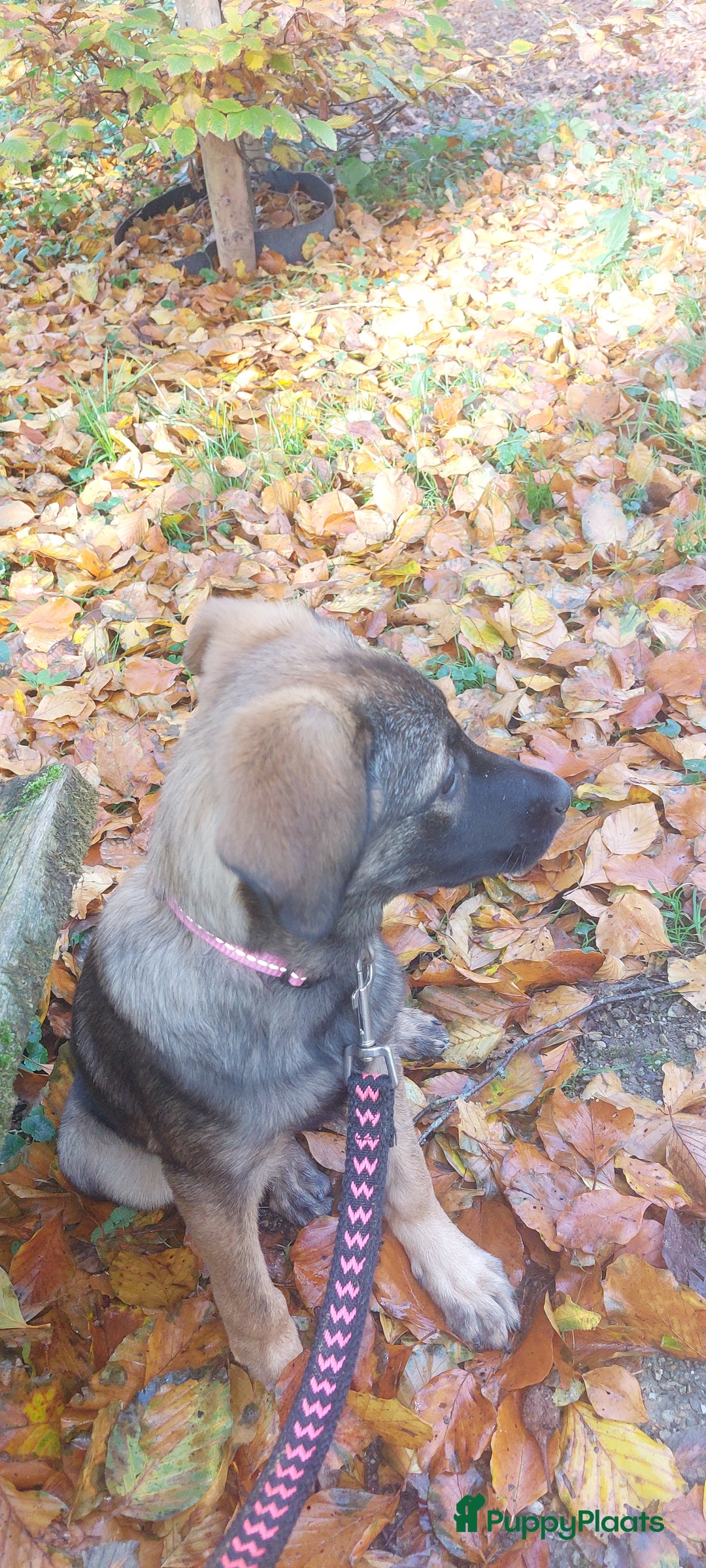 Kruising honden te koop: Lieve mechelse herder pup - Advertentie 6