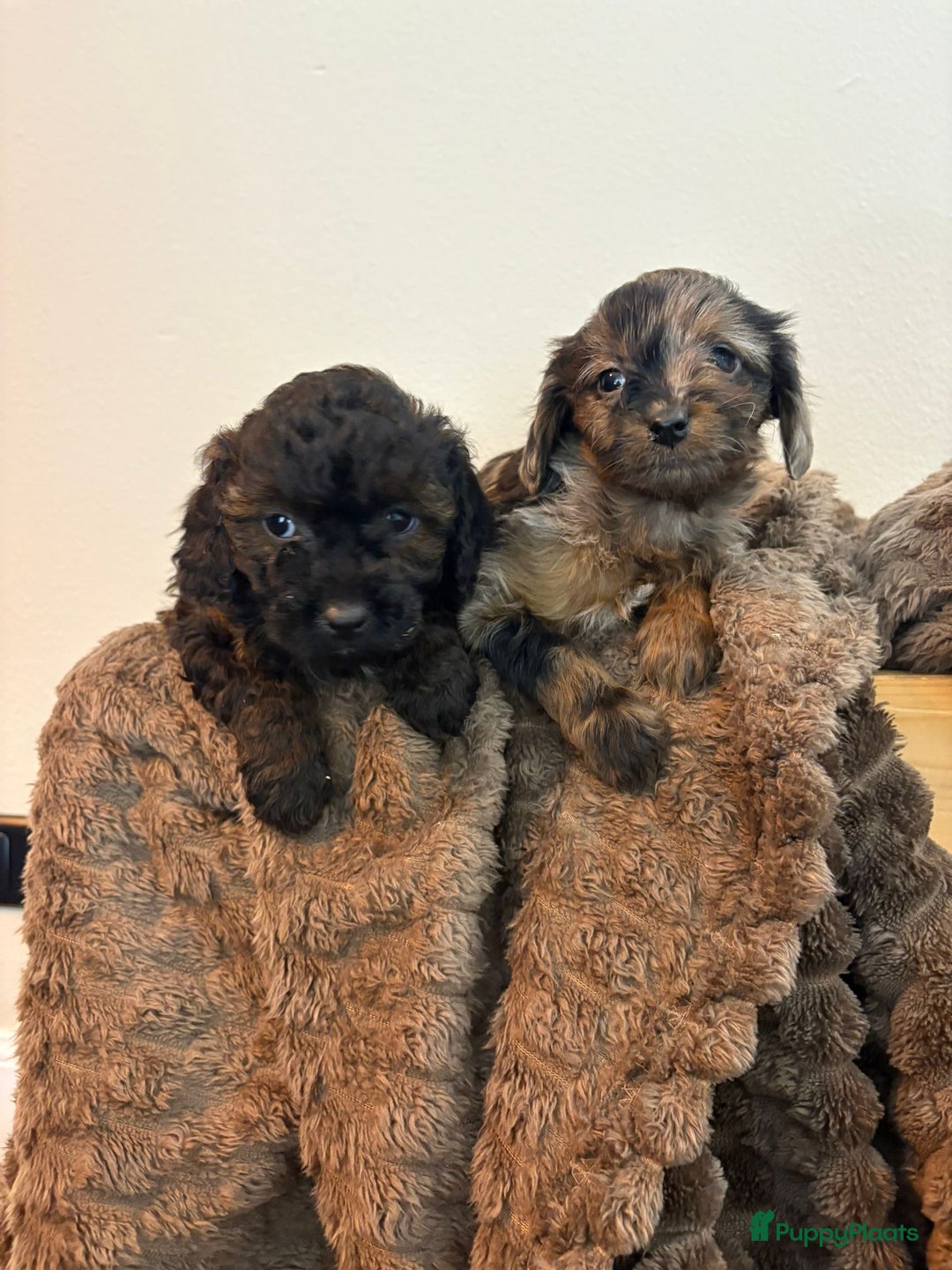 Maltipoo honden te koop: Maltipoo mini pup - Advertentie 14