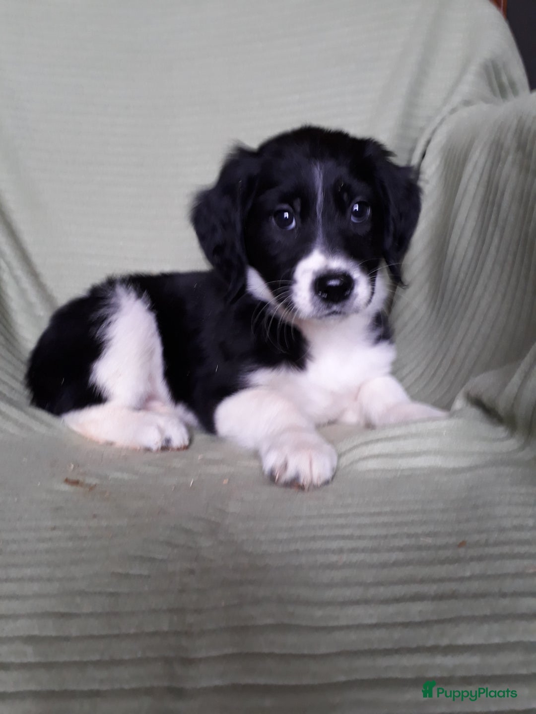 Kruising honden te koop: Leuke en lieve kruising pups(1 reutje beschikbaar) - Advertentie 8