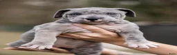 Amerikaanse Bully honden te koop: American bully xl pup - Advertentie 4