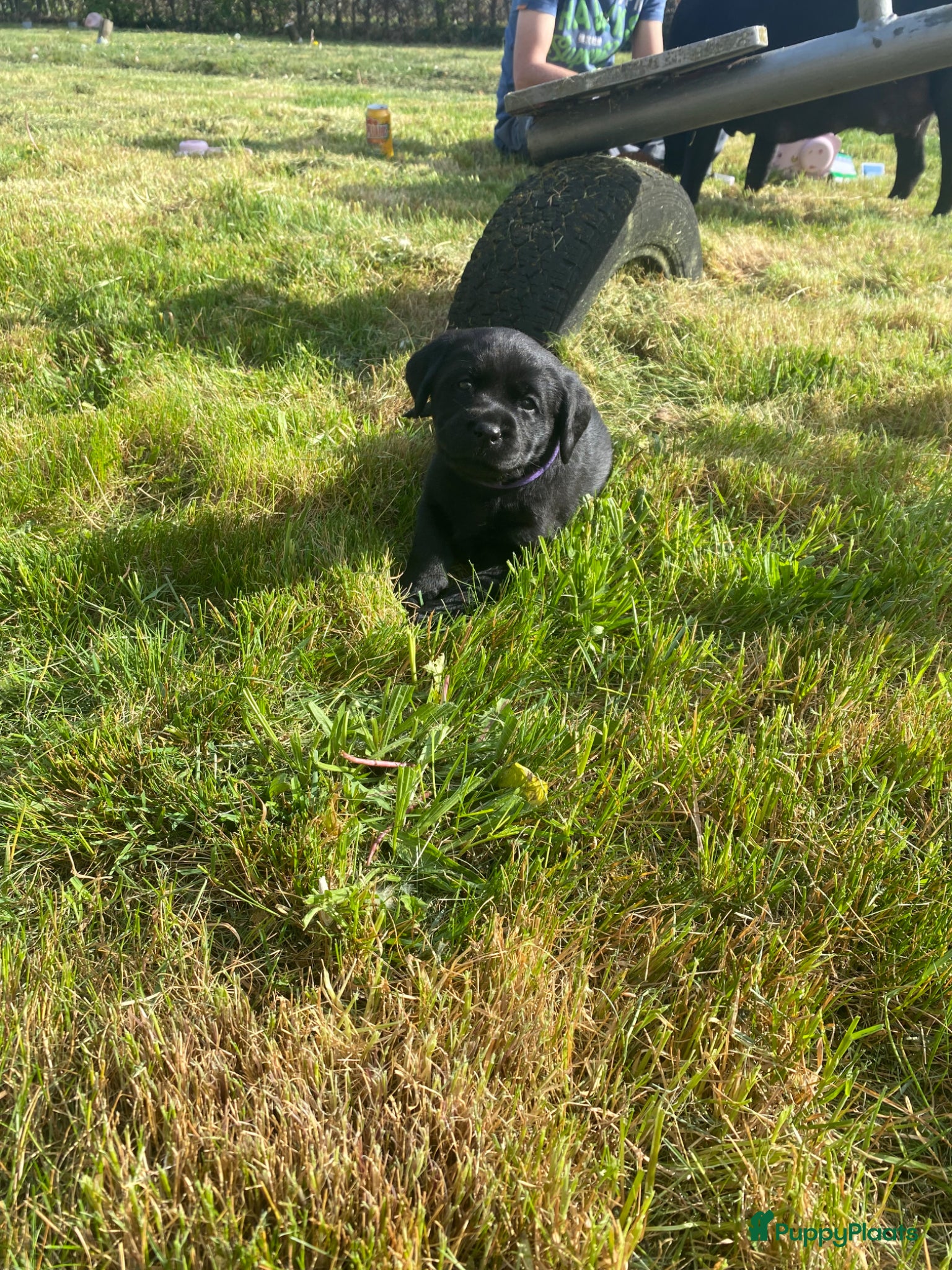 Labrador Retriever honden Labrador pups - Advertentie 3
