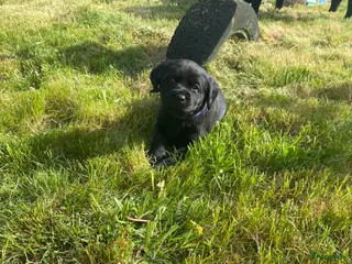 Labrador Retriever honden Labrador pups - Advertentie 3