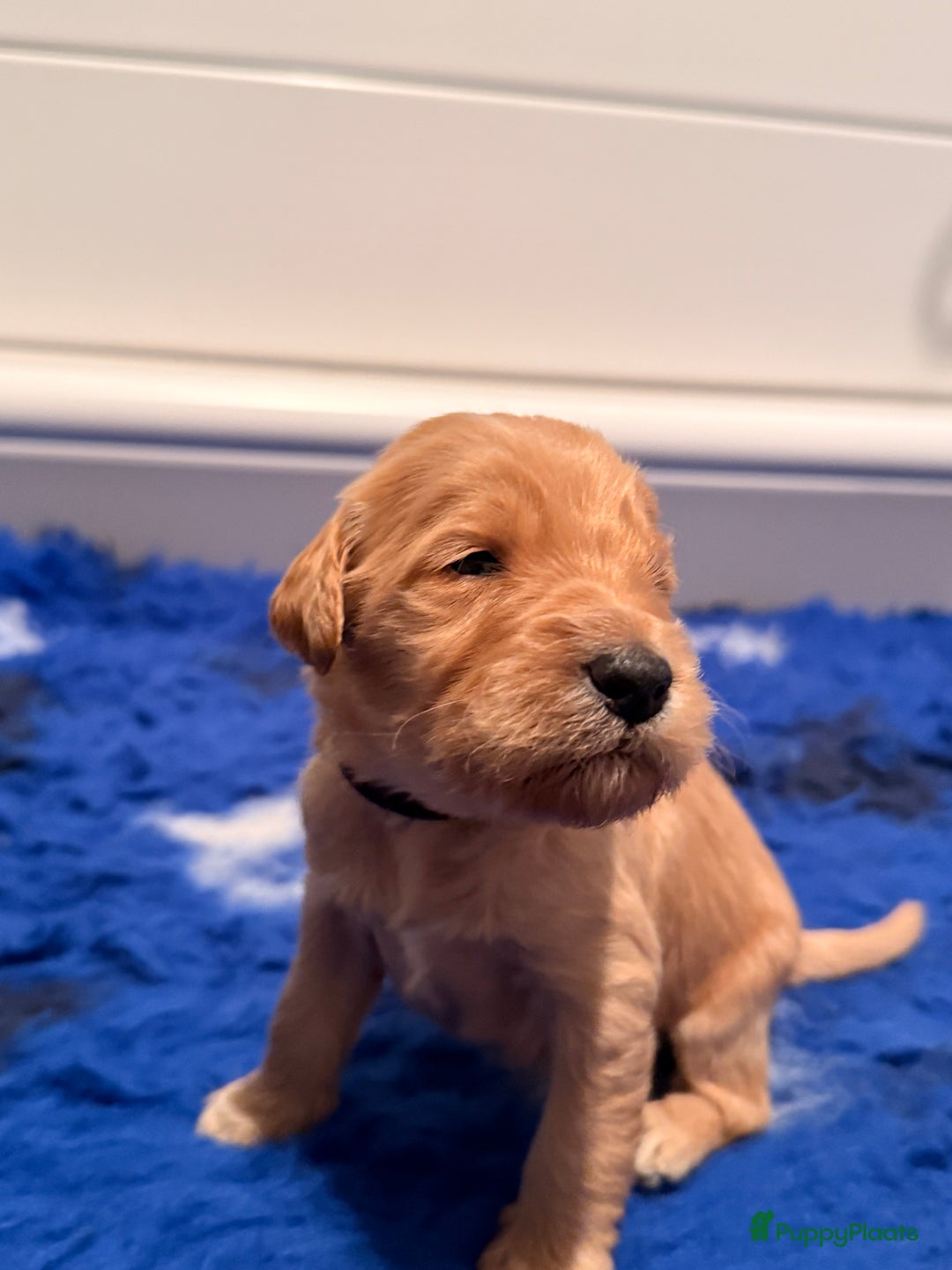 Kruising honden te koop: Goldendoodle/labradoodle  - Advertentie 14