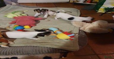 Jack Russel Terriër honden - Advertentie 8