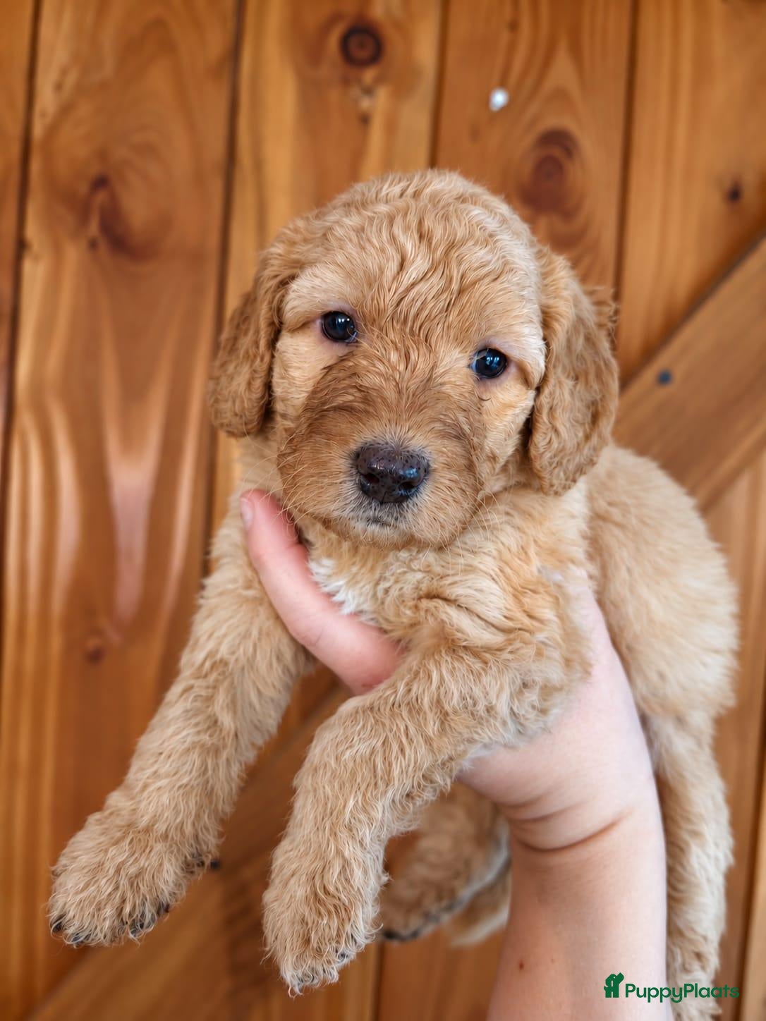Kruising honden Multigen Bernedoodle Medium pups beschikbaar - Advertentie 2