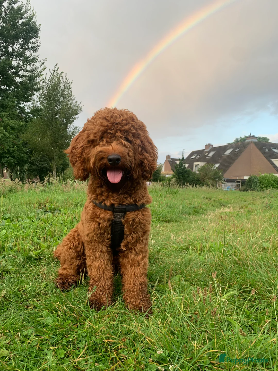Australian Labradoodle honden ter dekking: Australian Labradoodle dekreu – volledig getest - Advertentie 18