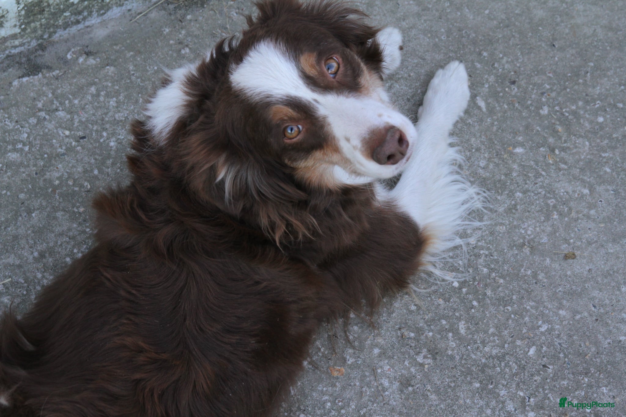 Australian Shepherd honden Mini American Shepherd pups - mini aussie - Advertentie 3