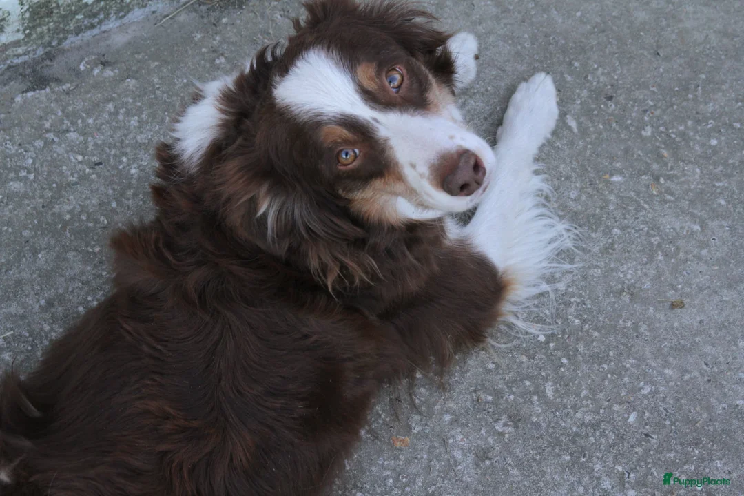 Australian Shepherd honden te koop: Mini American Shepherd pups - mini aussie - Advertentie 1